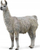 Figurë lodër Collecta Llama, për koleksion, me shumë ngjyra