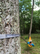 Rrypa varëse ENO Helios XL Ultralight, Silverlite, gjatësie të zgjatur, gri