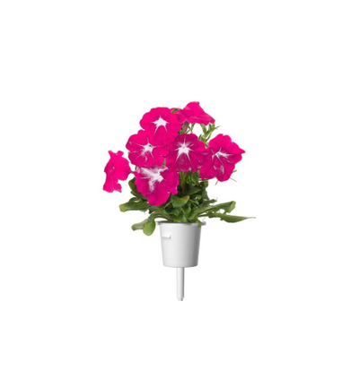 Kapsula bimore Click And Grow Pink Petunia, set 3 copë, dekorative, rozë