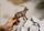 Figurinë kafshe Schleich Wild Life Alpine Ibex, plastike, e lyer me dorë, kafe