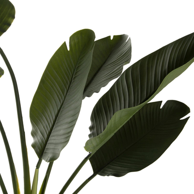 Bimë sintetike Strelitziaceae në vazo (HM7982)