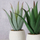 Bimë plastike aloe MONDRAGO, 29 cm, në vazo, jeshile e çelët