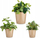 Set vazo balte Ibergarden CONICO-1019, 3 copë, konike, bezhë