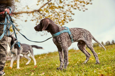 Shtrëngues qeni Hurtta Razzle Dazzle Harness, 32-40", reflektues, blu bilberry