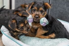 Lodër litari për qen Trixie Junior Rope Dumbbell, 22 cm, pambuk poliester, shumëngjyrëshe pastel