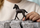 Figurë lodër Schleich Horse Club Friesian Foal, plastikë, multicolor