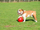 Top për qen Boomer Ball, masa M 15cm, i kuq