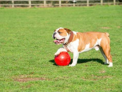 Top për qen Boomer Ball, masa M 15cm, i kuq