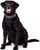 Qafore për qen Dingo America Alabama, e rregullushme 23-40 cm, 2 cm, shumëngjyrëshe