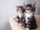 Set mozaik me diamant Norimpex Two Kittens, 40x30cm, për pikturim kreativ, shumëngjyrësh