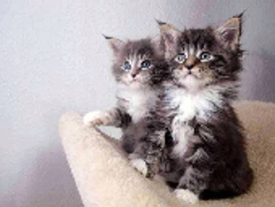 Set mozaik me diamant Norimpex Two Kittens, 40x30cm, për pikturim kreativ, shumëngjyrësh