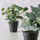 Bimë artificiale Boltze Home sage eucalyptus, në vazo, jeshile, vazo e zezë
