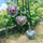 Qafore MUMMY BELL Heart K11SC18
