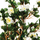 Bimë artificiale Atmosphera Azalea, 81 cm, e bardhë