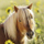Puzzle Ravensburger Lovely Horses (080113), 3 x 49 elemente