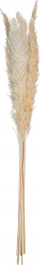 Set dekorativ Pampa, 6 degë, 65 cm, ngjyrë natyrale