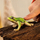 Figurinë lodër Schleich Wild Life bretkosë evropiane e pemës, edukative, e gjelbër