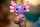 Lodër me ujë Animagic Lets Glo Axolotl, vetë-ndriçuese, me rruza që shkëlqejnë, rozë