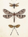 Kartolinë Skona Ting ST407 B6 me zarf Dragonfly