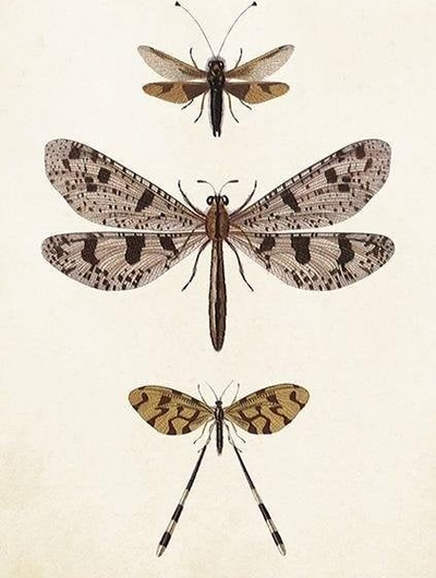 Kartolinë Skona Ting ST407 B6 me zarf Dragonfly