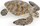 Figurë lodër Papo Loggerhead Sea Turtle, plastikë, shumëngjyrëshe
