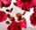Set dhurate per banjo edhe trup RITUALS The Ritual of Ayurveda, bajame e embel, trandafil indian