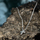 Varëse për meshkuj Morellato Cross Diamonds SAYE01, e argjendtë