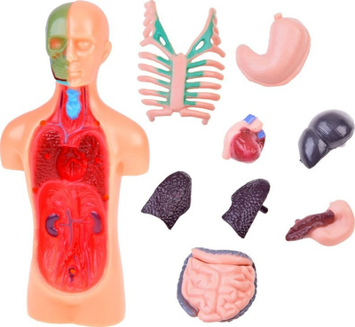 Set edukativ anatomik ZA5200 HUMAN BODY, model trupi me 11 organe, 15 cm, shumëngjyrësh
