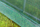 Serë tunel Green me dritare, 7 m², 3.5 x 2 x 2 m, jeshile