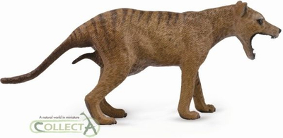 Figurë Collecta Tasmanian Thylacine, 11.6x4.8 cm, +3 vjeç