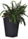 Vazo dekorative Prosperplast Rattan Planter M, plastike rezistente UV, grafit