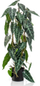 Bimë artificiale Emerald Alocasia, 75 cm, me vazo, e zezë