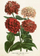 Kartolinë me zarf Card ST458 B6 Envelope Zinnia, format B6, shumëngjyrëshe