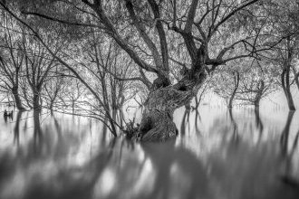 Objektiv Laowa 10mm f/2 Zero D për Micro Four Thirds, i zi