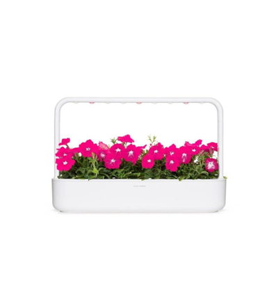 Kapsula bimore Click And Grow Pink Petunia, set 3 copë, dekorative, rozë