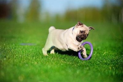 Lodër fitnesi për qen Collar Puller Micro, 13 cm, vjollcë