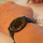 Orë dore Green Time Vegan ZW085C