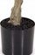 Bimë artificiale Present Time Rubber Tree, dekorative, jeshile