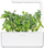 Kapsula bimore Click & Grow Dwarf Pea, set me 3 copë, për Smart Garden, jeshile