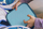 Kuti dreke PAW Patrol për goca, bento, e madhe, rozë