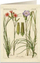Kartolinë Tassotti 6054 Carnations B6 me zarf, me shumë ngjyra