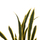 Bimë sintetike SANSEVIERIA NË VAZO (HM7994.01), gjelbër/ verdhë