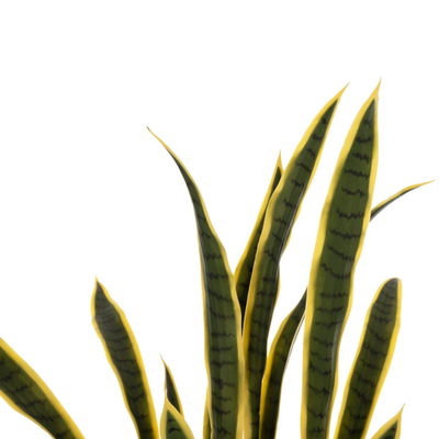 Bimë sintetike SANSEVIERIA NË VAZO (HM7994.01), gjelbër/ verdhë