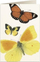 Kartolinë Tassotti B6 8037 Flutura, me zarf, letër 200 gm², shumëngjyrëshe