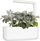 Refill kopshti inteligjent Click and Grow Dusty Miller, set 3 kapsula, dekorativ, gri argjendtë