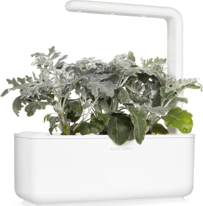Refill kopshti inteligjent Click and Grow Dusty Miller, set 3 kapsula, dekorativ, gri argjendtë