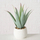 Bimë plastike aloe MONDRAGO, 29 cm, në vazo, jeshile e çelët