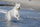 Lodër për qen Imac Foam Tug Rugby Ball, shkumë, me zë, 11.5x6.5x6.5cm