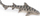Figurinë lodër PAPO Marine Life Leopard Shark, PVC, shumëngjyrëshe