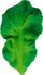 Lodër për kafshu për bebe Oli &amp; Carol Kendall the Kale, 100% gomë natyrale, pa BPA, jeshile